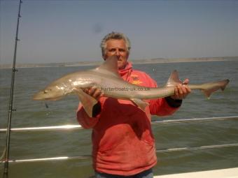 15 lb 8 oz Smooth-hound by peter lewis