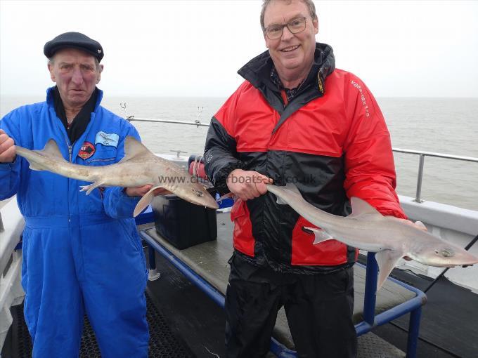 4 lb Starry Smooth-hound by Richards party