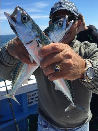 1 lb Mackerel by victor 15/7/2016 catching fish for the old ladies