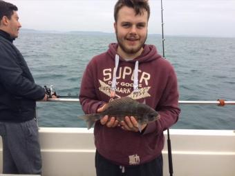 1 lb 11 oz Black Sea Bream by Unknown