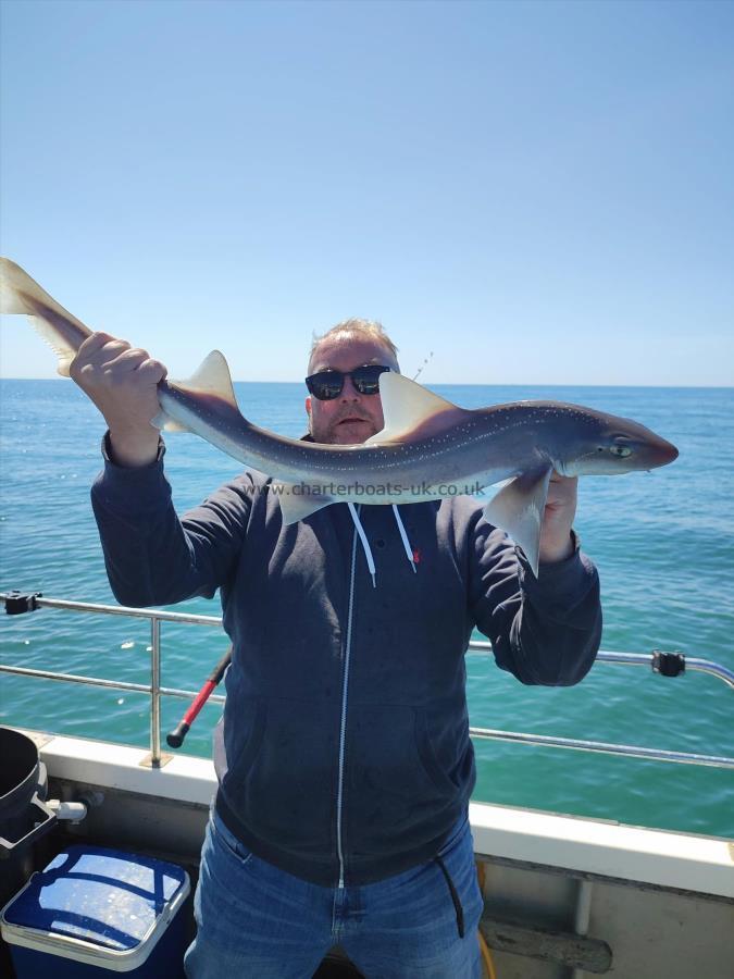 7 lb Starry Smooth-hound by Mark