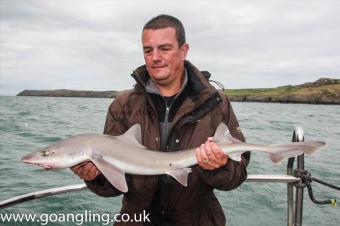 8 lb Starry Smooth-hound by Stephen