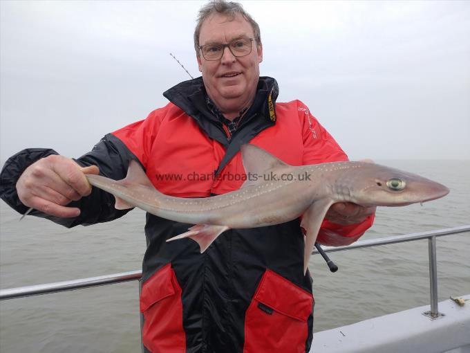 4 lb Starry Smooth-hound by Richard
