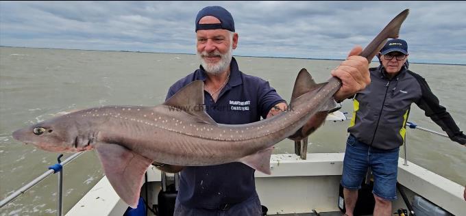 14 lb 6 oz Starry Smooth-hound by Phil