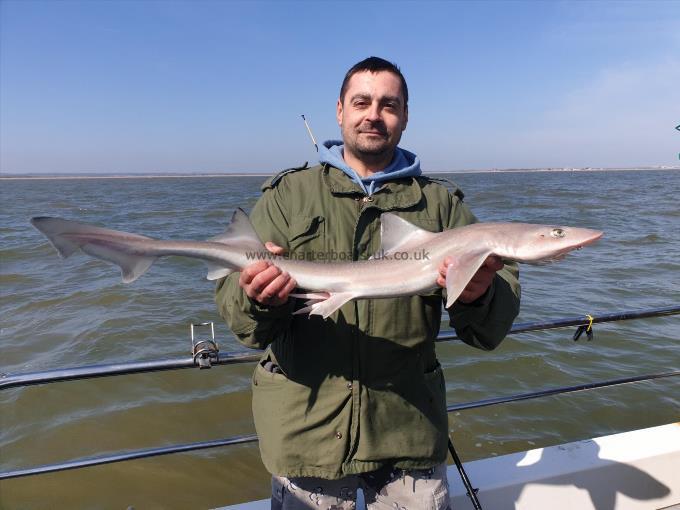 7 lb Starry Smooth-hound by Bob Marshall