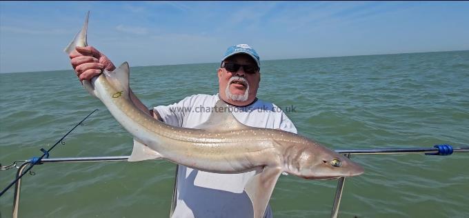 11 lb Starry Smooth-hound by Graham