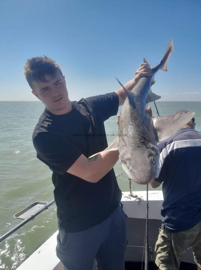 9 lb Smooth-hound by Unknown