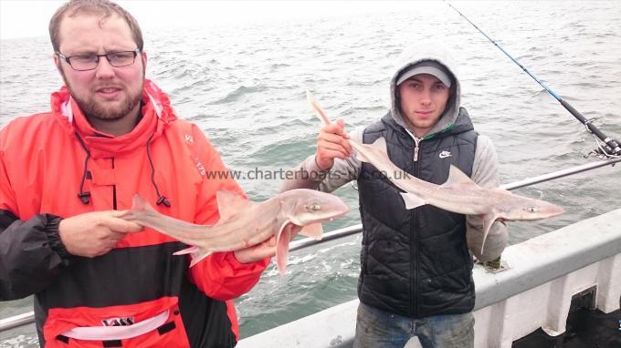4 lb 6 oz Starry Smooth-hound by Dan and Ian