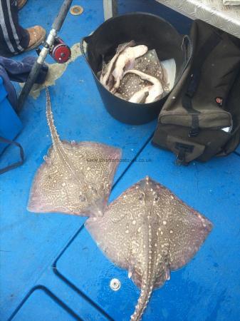 9 lb Thornback Ray by Unknown