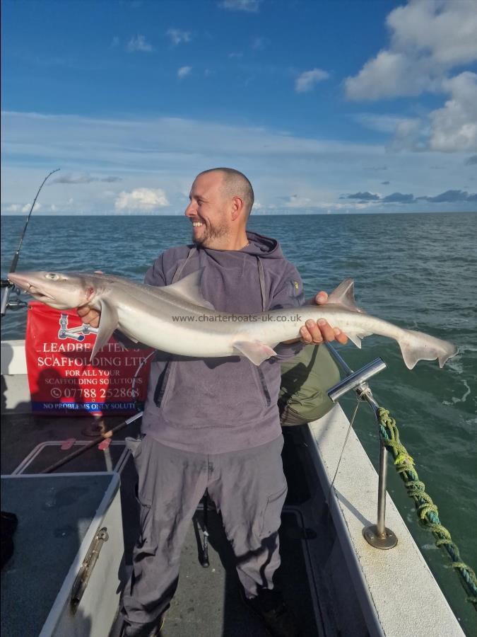 12 lb Starry Smooth-hound by Tom