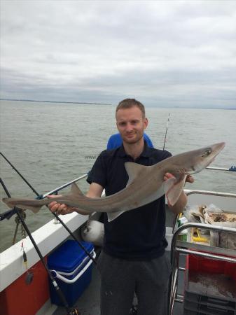 11 lb Starry Smooth-hound by Unknown