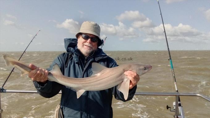 2 oz Smooth-hound by Unknown