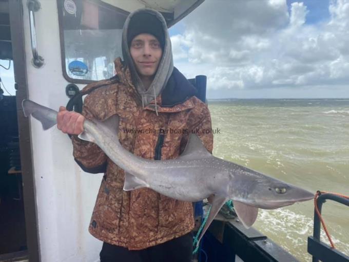 12 lb Smooth-hound by Unknown