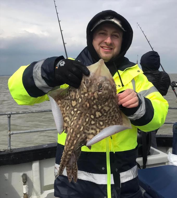 5 lb Thornback Ray by Unknown