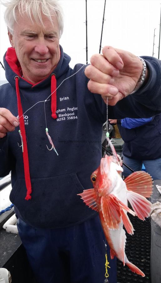 1 lb 8 oz Red Gurnard by brian