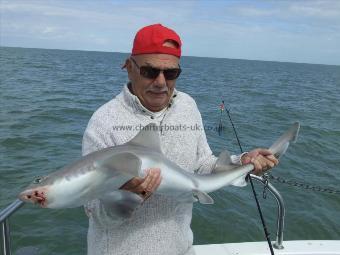 11 lb 12 oz Starry Smooth-hound by harry