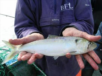 1 lb 6 oz Allis Shad by Chris Rogers