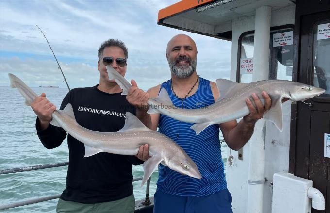 7 lb Starry Smooth-hound by Unknown