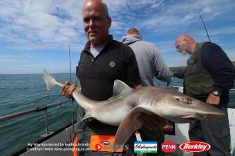 13 lb Starry Smooth-hound by Dave