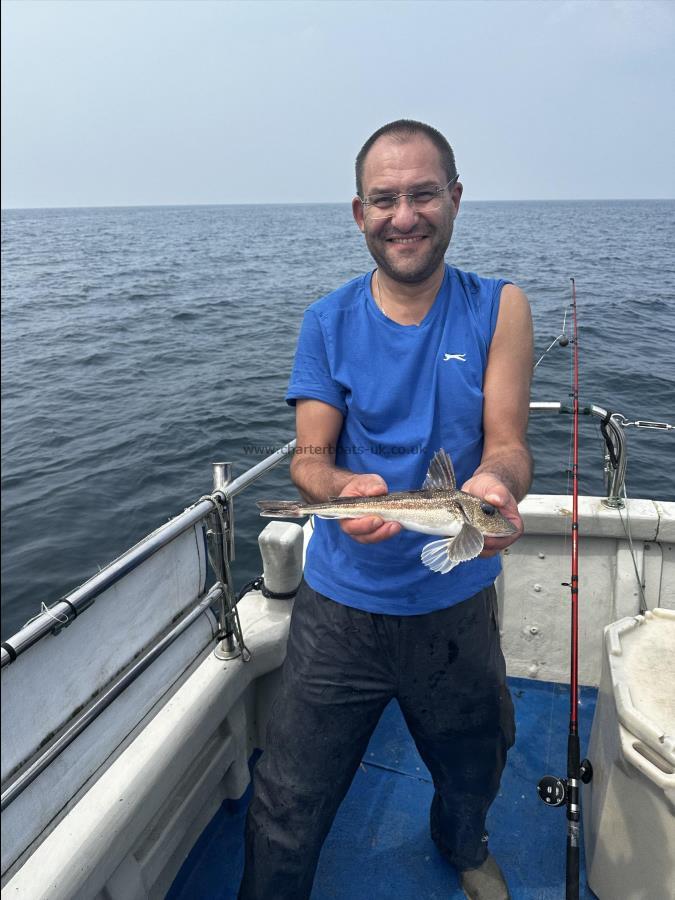 1 lb Grey Gurnard by Unknown