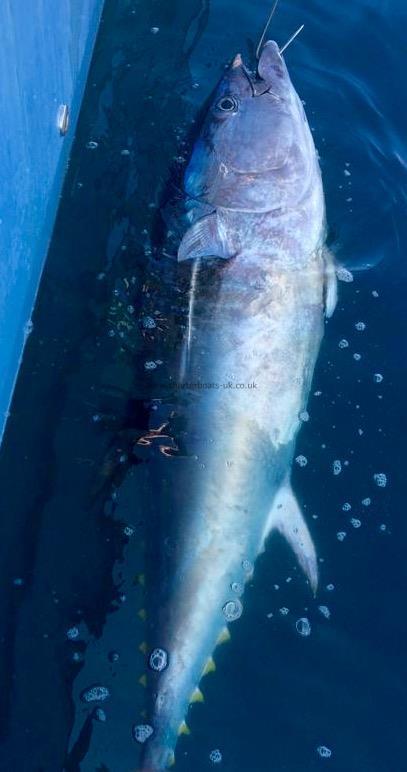 250 lb Bluefin Tuna by Unknown