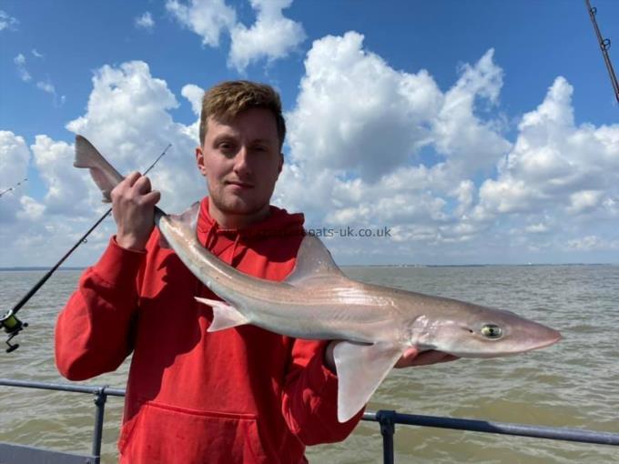 5 lb Smooth-hound by Unknown