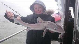 5 lb 9 oz Starry Smooth-hound by Unknown