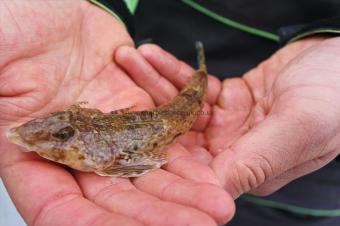 4 oz Dragonet by Dan Truelove