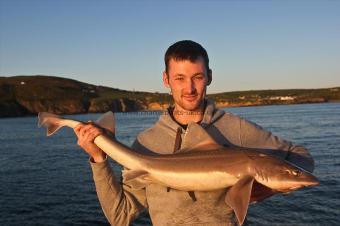 14 lb Starry Smooth-hound by Joe