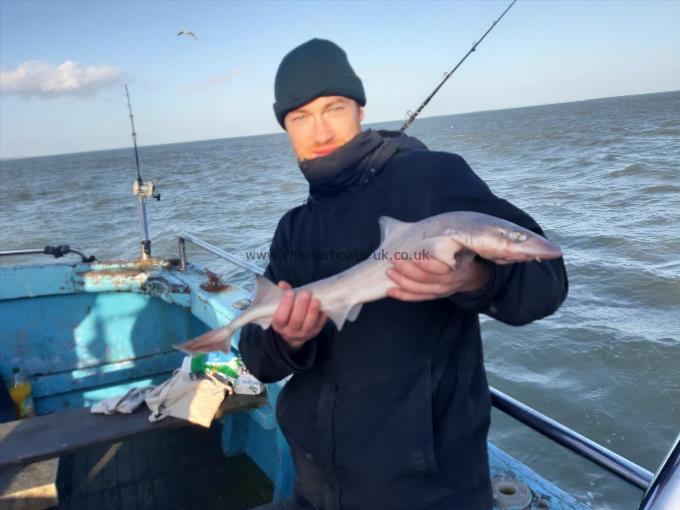 4 lb Smooth-hound (Common) by Jason's party