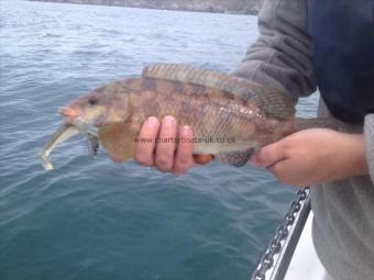 1 lb 5 oz Ballan Wrasse by Jimmy Lemon