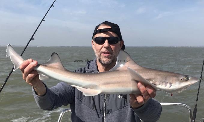 5 lb Smooth-hound (Common) by Unknown