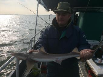 5 lb Smooth-hound (Common) by Unknown