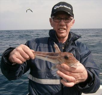 14 oz Grey Gurnard by Unknown