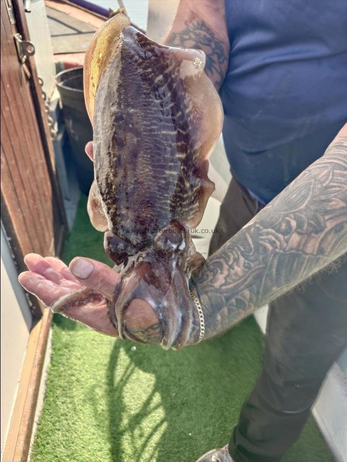 2 lb Cuttlefish by Rob