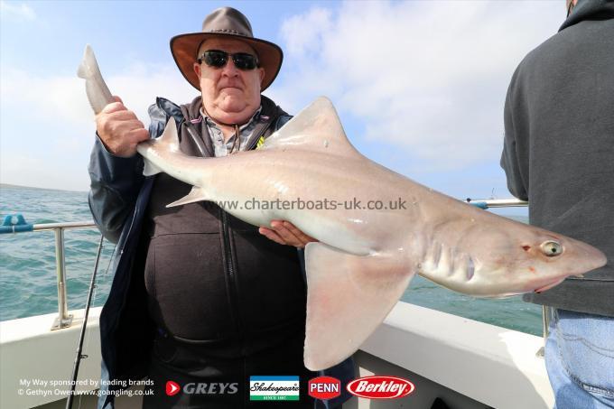 12 lb Starry Smooth-hound by Pete