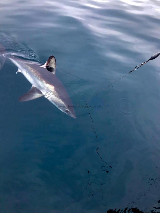 70 lb Porbeagle by Unknown