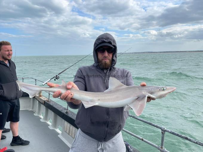 6 lb Smooth-hound by Unknown