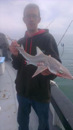 6 lb Starry Smooth-hound by kevin from dover