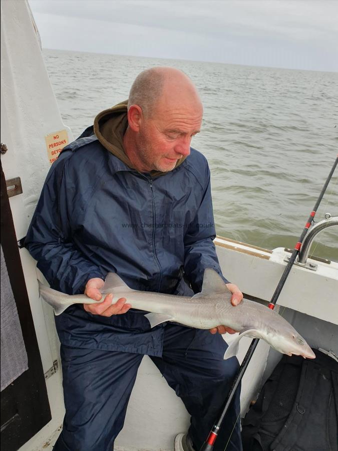 2 lb 6 oz Smooth-hound by Unknown
