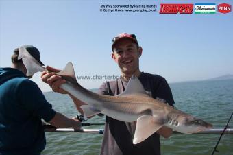 12 lb Starry Smooth-hound by Rich