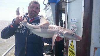 11 lb 5 oz Starry Smooth-hound by Russell from tonbridge