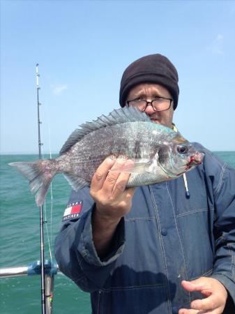 2 lb 12 oz Black Sea Bream by Unknown