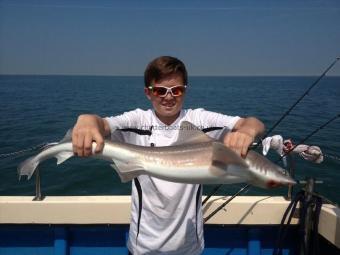 12 lb Starry Smooth-hound by Unknown