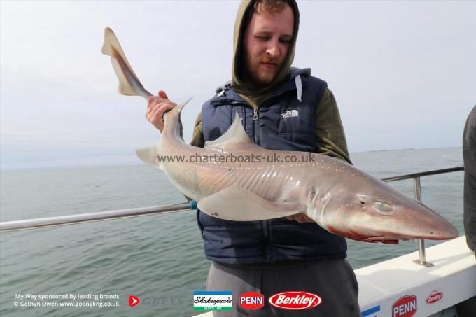 14 lb Starry Smooth-hound by Jason