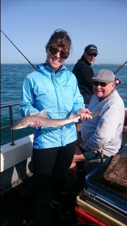 3 lb Starry Smooth-hound by Bob Marshall