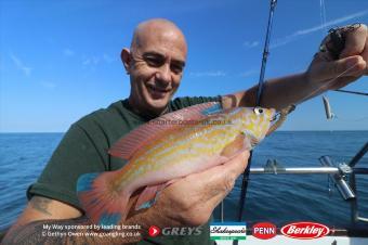 1 lb Cuckoo Wrasse by Phil