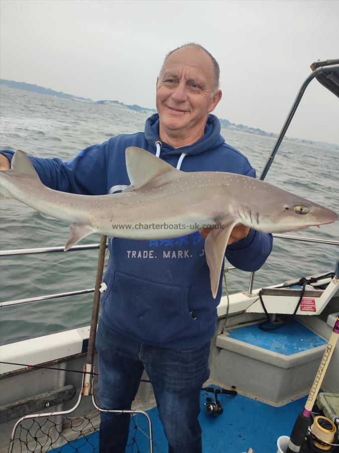 8 lb Starry Smooth-hound by Pete