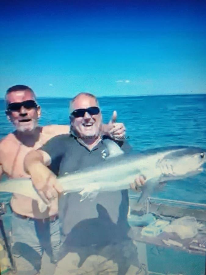 20 lb Thresher Shark by Unknown