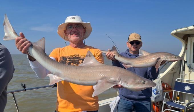 15 lb 4 oz Starry Smooth-hound by Gary